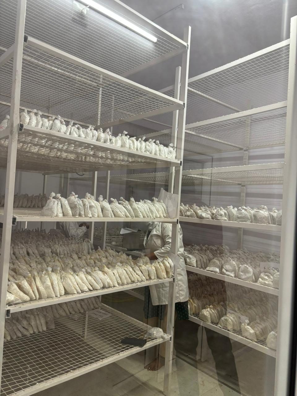 Bags on incubation racks